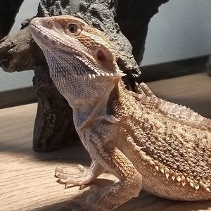 Meet your Posher, Troy